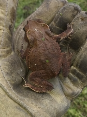 Rhinella margaritifera