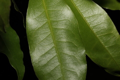 Litsea reticulata