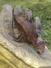 Rhinella margaritifera