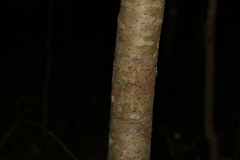 Litsea reticulata