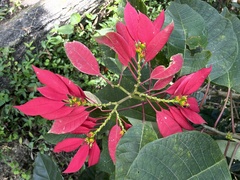 Euphorbia pulcherrima