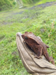 Rhinella margaritifera