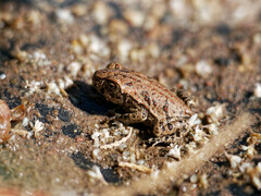 Rhinella arenarum