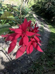 Euphorbia pulcherrima