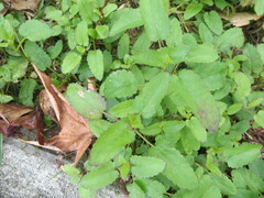 Stachys floridana