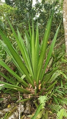 Furcraea hexapetala