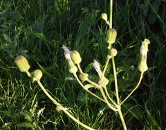 Sonchus arvensis