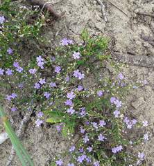 Limonium scabrum scabrum