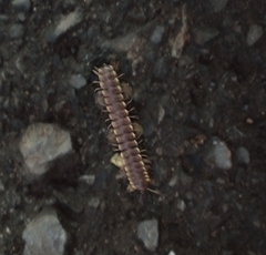Nearctodesmidae