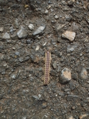 Nearctodesmidae