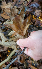 Quercus × hawkinsiae