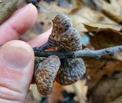 Quercus × hawkinsiae
