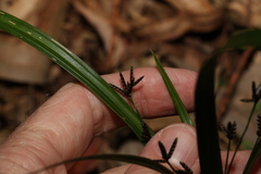 Cyperus tetraphyllus