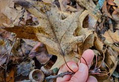 Quercus × hawkinsiae