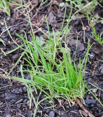 Allium schoenoprasum