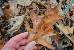 Quercus × hawkinsiae