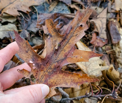 Quercus × hawkinsiae