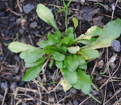 Lactuca virosa