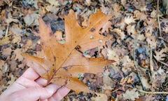 Quercus × hawkinsiae