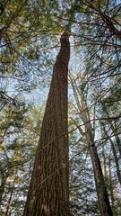 Quercus × hawkinsiae