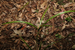Cyperus tetraphyllus