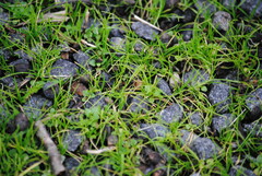 Eleocharis acicularis