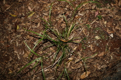 Cyperus tetraphyllus
