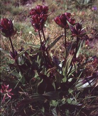 Gentiana purpurea