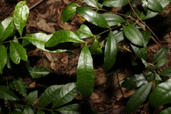 Melodinus australis