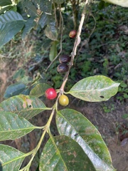 Coffea arabica