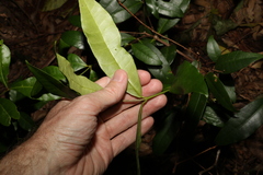 Melodinus australis
