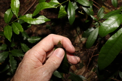 Melodinus australis