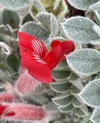 Astragalus coccineus