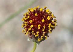 Thelesperma ambiguum