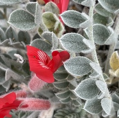 Astragalus coccineus