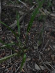 Paspalum setaceum