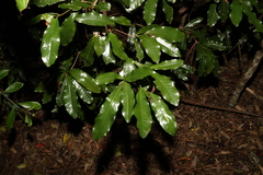 Beilschmiedia obtusifolia