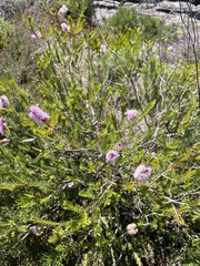 Melaleuca decussata
