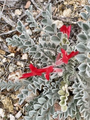Astragalus coccineus