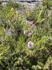 Melaleuca decussata