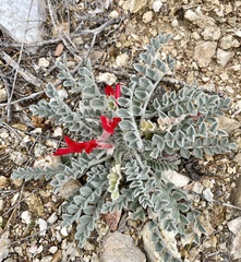 Astragalus coccineus