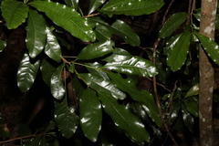 Beilschmiedia obtusifolia