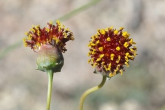 Thelesperma ambiguum