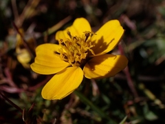 Bidens anthemoides