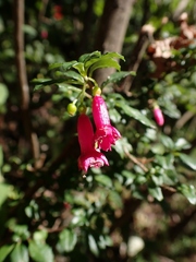 Fuchsia microphylla