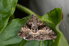 Gastrinodes argoplaca