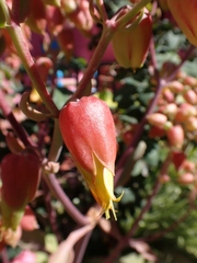 Kalanchoe pinnata