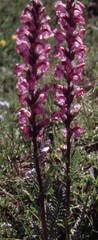 Pedicularis rostratospicata