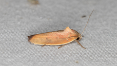 Ptyoptila matutinella