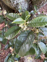 Osmanthus fragrans